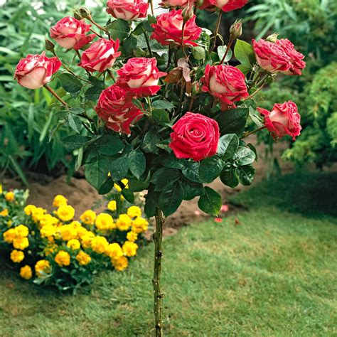Rosa Westerland Rosier arbustif florifère, très sain, aux fleurs semi