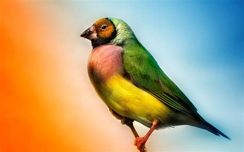 Images Gratuites oiseau, le bec, Couleur, Coloré, jaune, faune