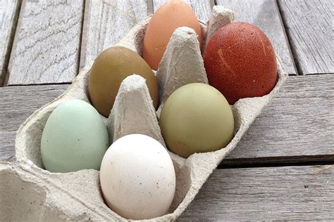 Des œufs de différentes couleurs issus de poules de races diverses