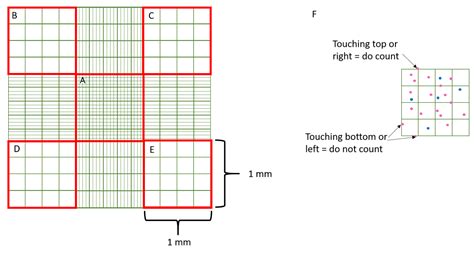Counting Cells Made Easy