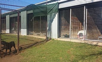 country myall kennels orange