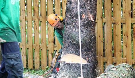 Couper Un Gros Tronc Darbre Coupe Transversale D'un D'arbre Scié Birmingham UK