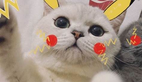 Cat Couple Avatar + Cat Couple Gatinhos, Walpapers cute, Gatos