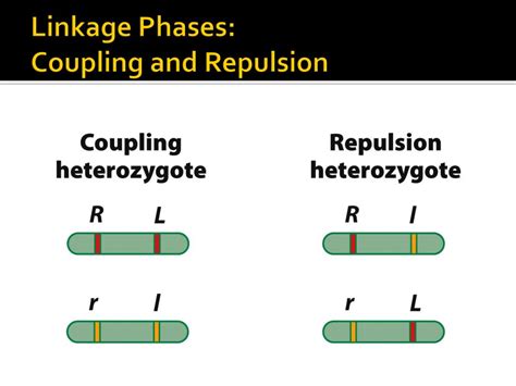 Coupling And Repulsion Is Concerned With