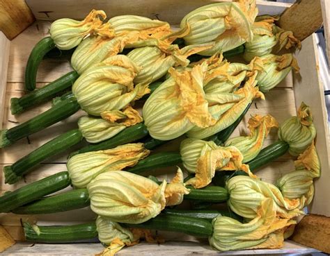 Courgette Flowers Use