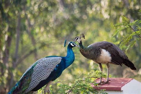courtship behavior of peacocks