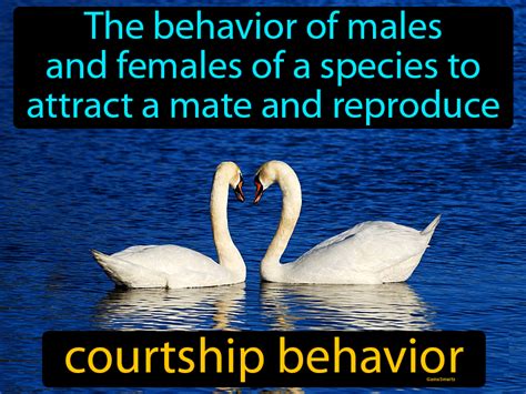 courtship behaviour in humans
