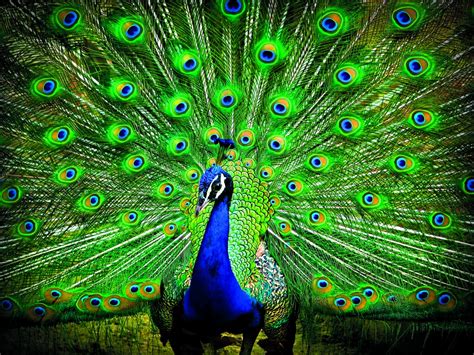 courtship display in birds