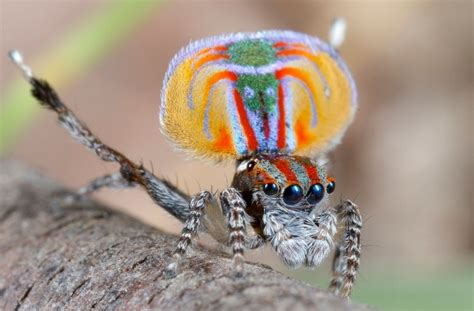 courtship rituals of peacock spider