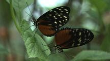 courtship stock footage of insects