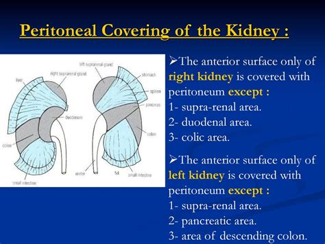 Covering A Kidney