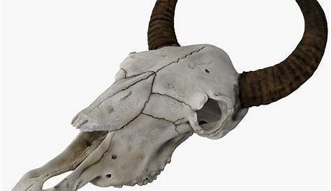 Cow Skull With Polished Horns
