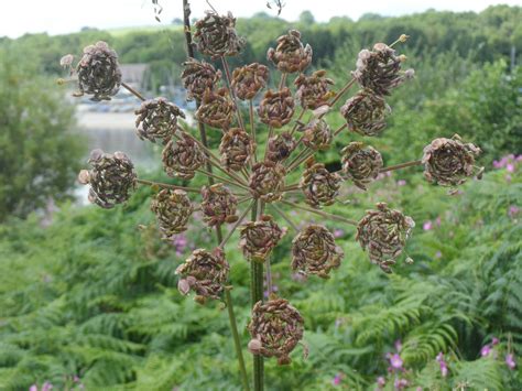 Seed heads of cow parsley (anthriscus sylvestris) England UK United
