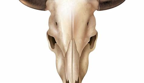cow skull clipart - Clip Art Library