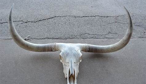 Longhorn cattle, Longhorn skull, Animal skeletons