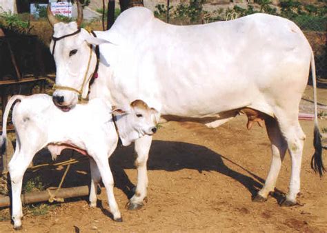 cow calf business in india