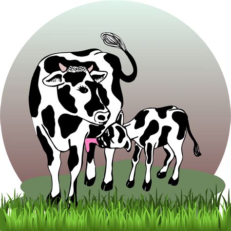 Cow Calf Graphics