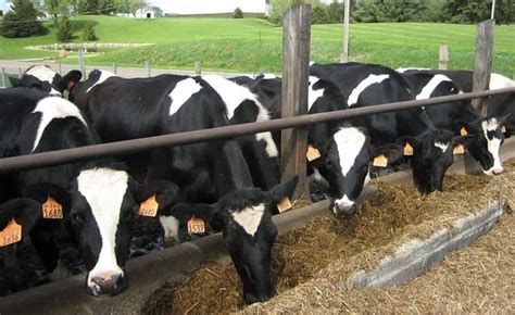 cow farm in andhra pradesh