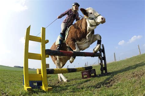 Cow Jumping Horse Jumps