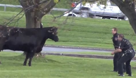 cow loose in new york