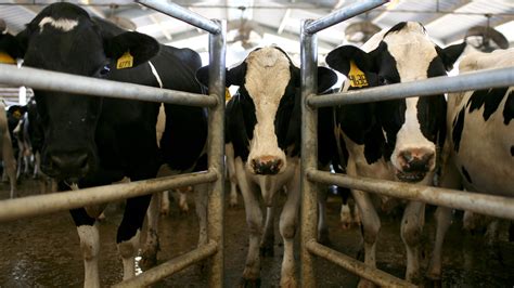 cow manure ponzi scheme fraud