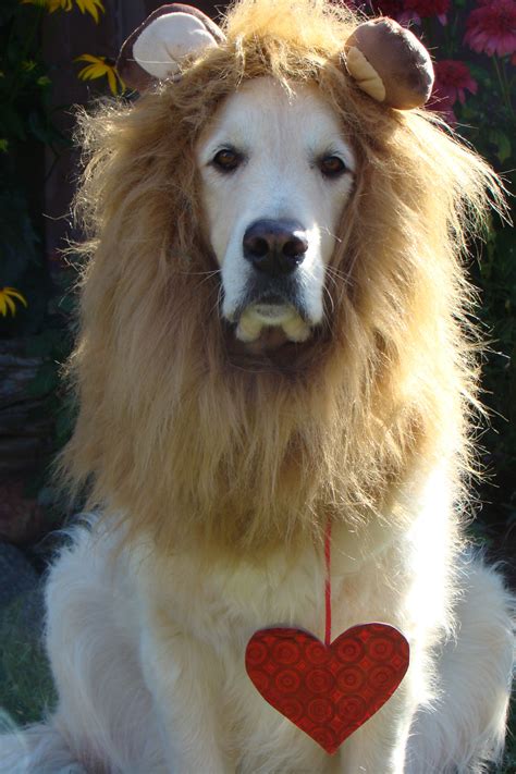 cowardly lion costume for dogs