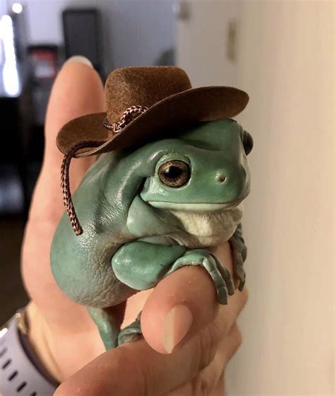 Cowboy Frog