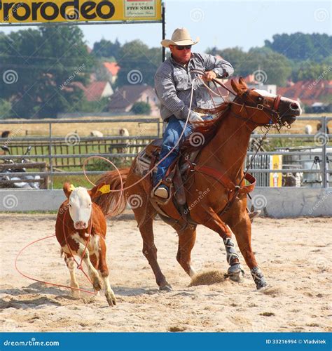 cowboy roping a calf