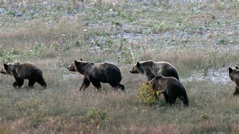 cowboy state daily bear cubs