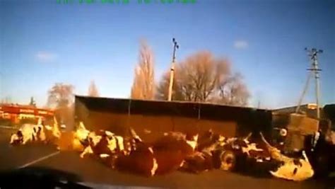 cows fall out of truck