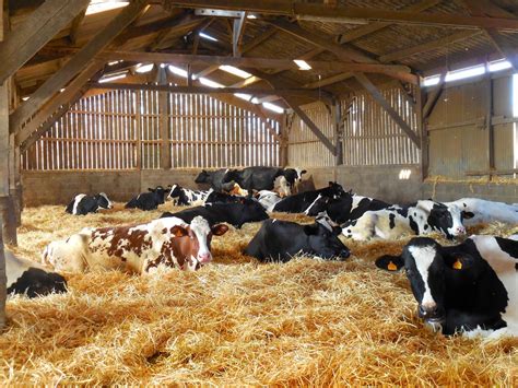 Cows In A Barn