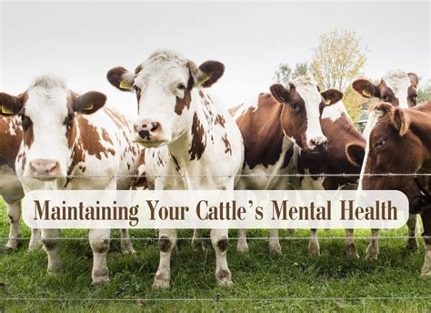 cows in mental health