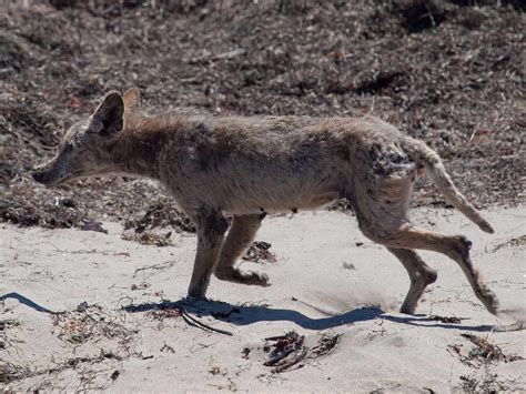 coyote animal danger facts