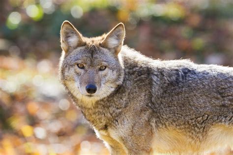 coyote animal dangerous behavior