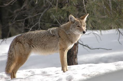 coyote animal dangerous myths