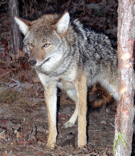 coyote animal dangerous to pets