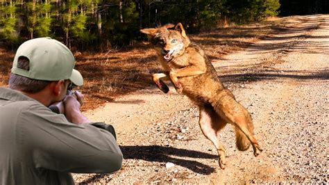 coyote animal dangers to livestock