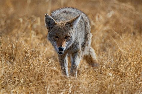coyote animal dangers to wildlife