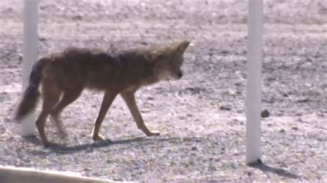coyote attacks on the rise