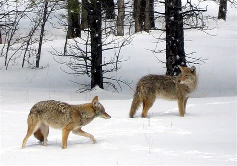 coyote behavior around humans