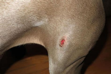 coyote bite marks on dog