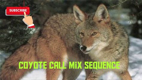 coyote calls download free