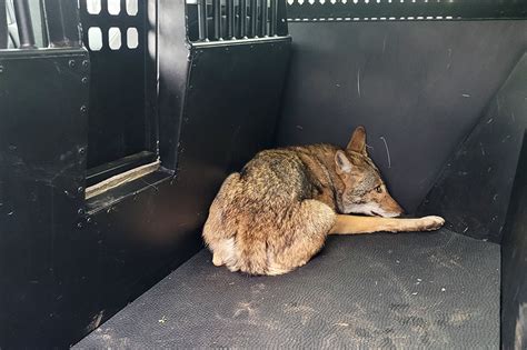 coyote caught in north texas