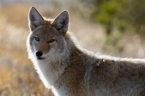 coyote comes from what language translation