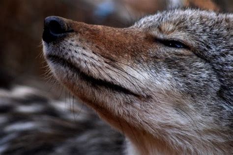 coyote crying at night