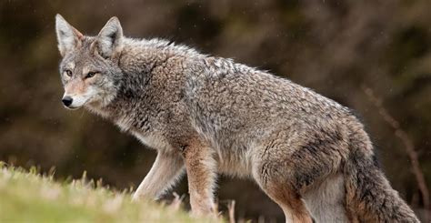 coyote habits in urban areas