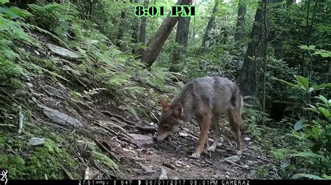 coyote hunting during the day