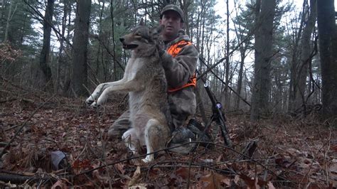 coyote hunting in new england