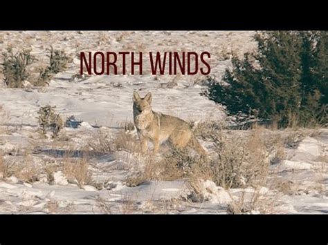 coyote hunting in wind