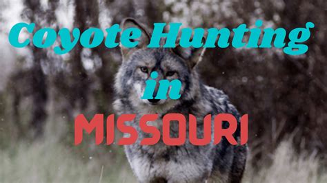 coyote hunting season missouri